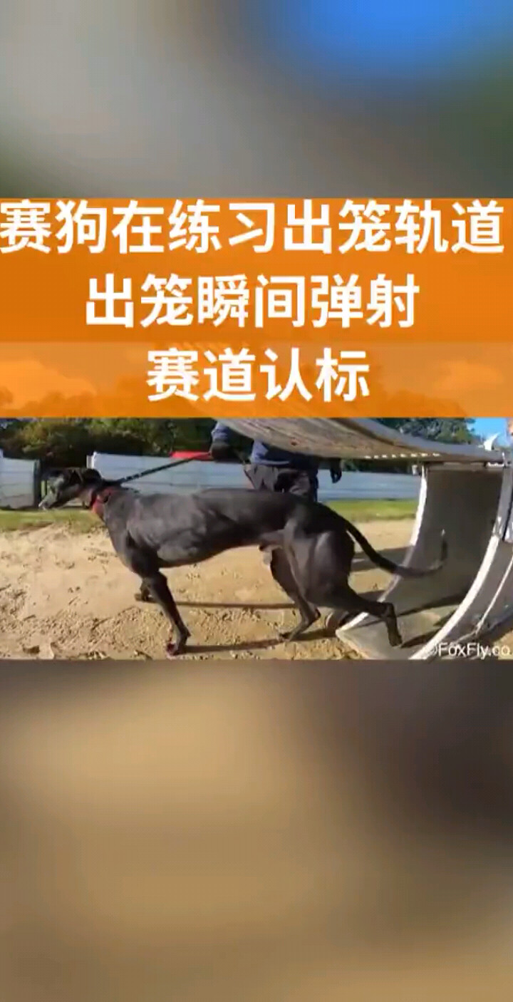 前年去了国外，学习国外的训犬