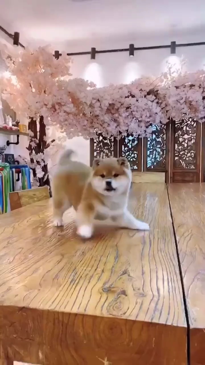 旺柴㊗️大家新年齐旺