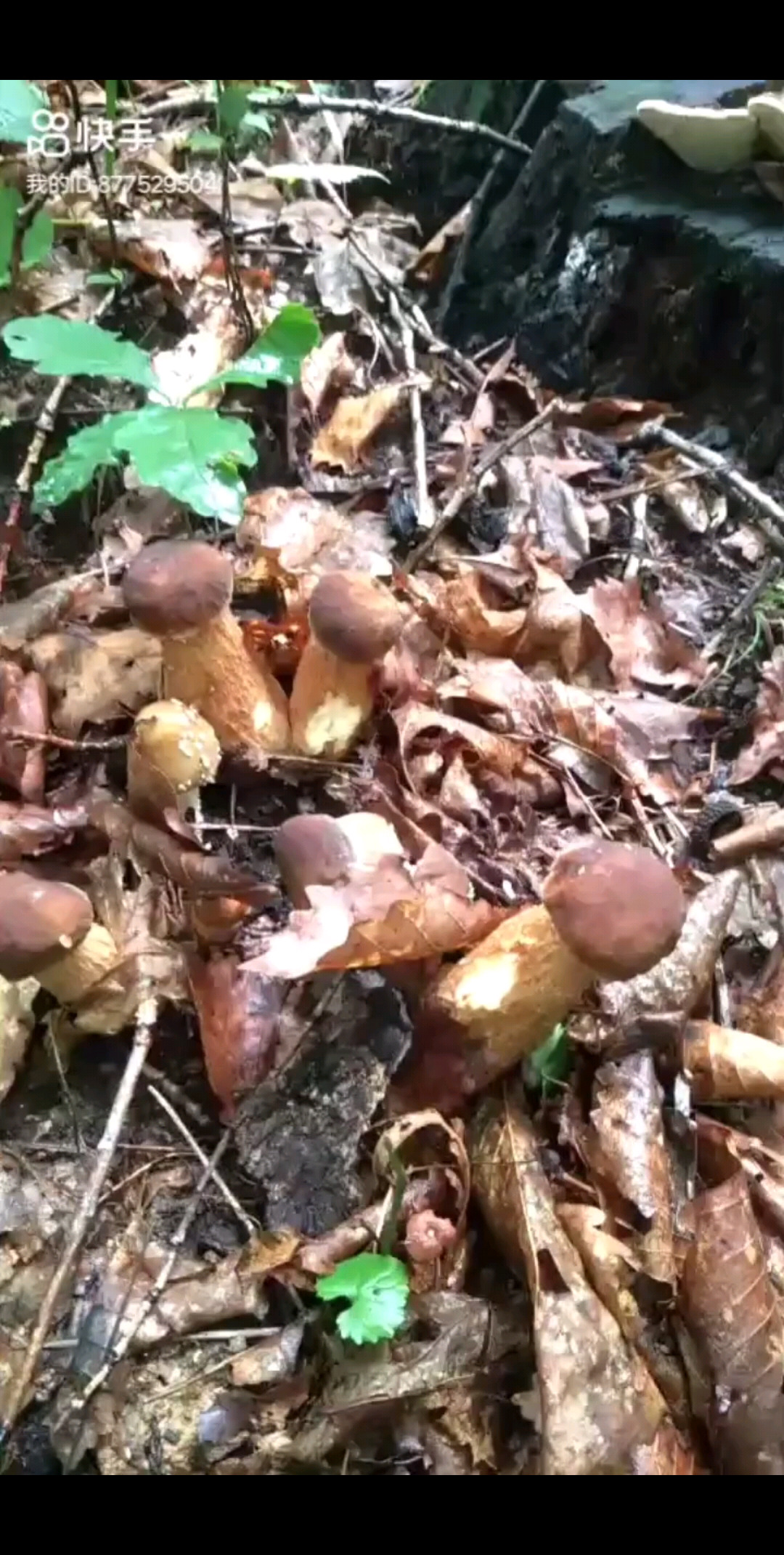 大森林的蘑菇