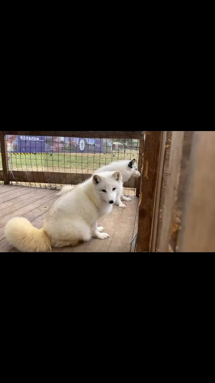 青丘的狐狸