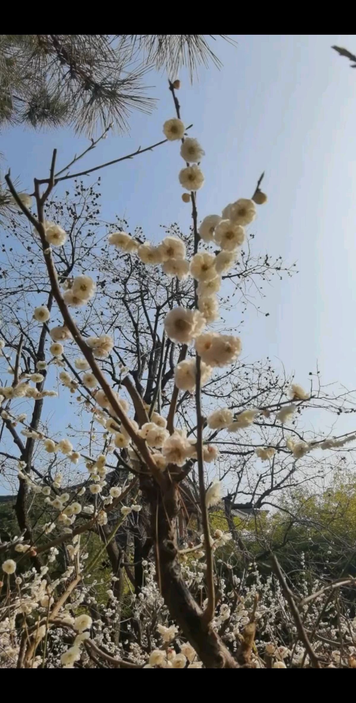 山西运城永济柳园里的