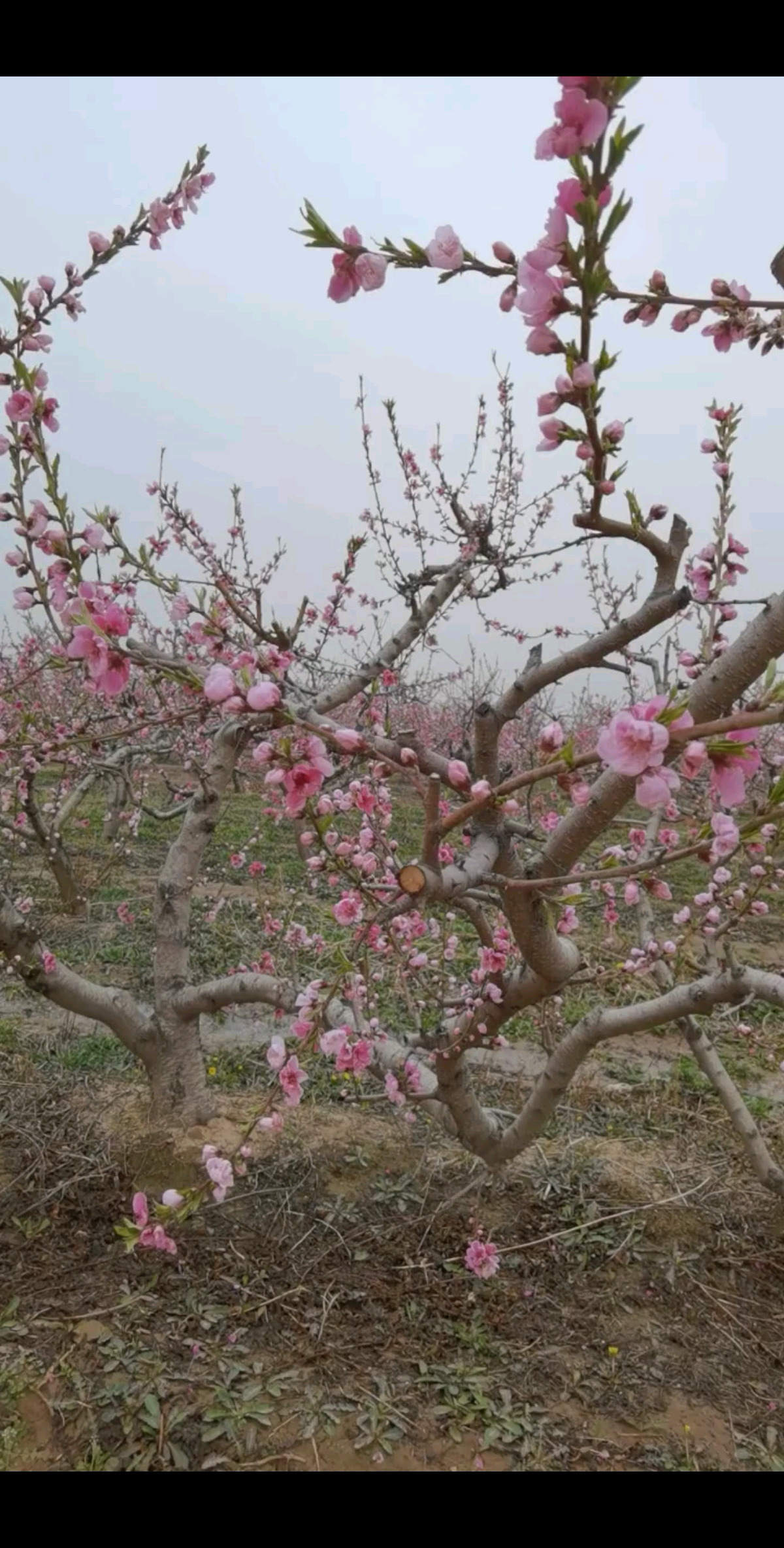 桃花开了，春寒来了，