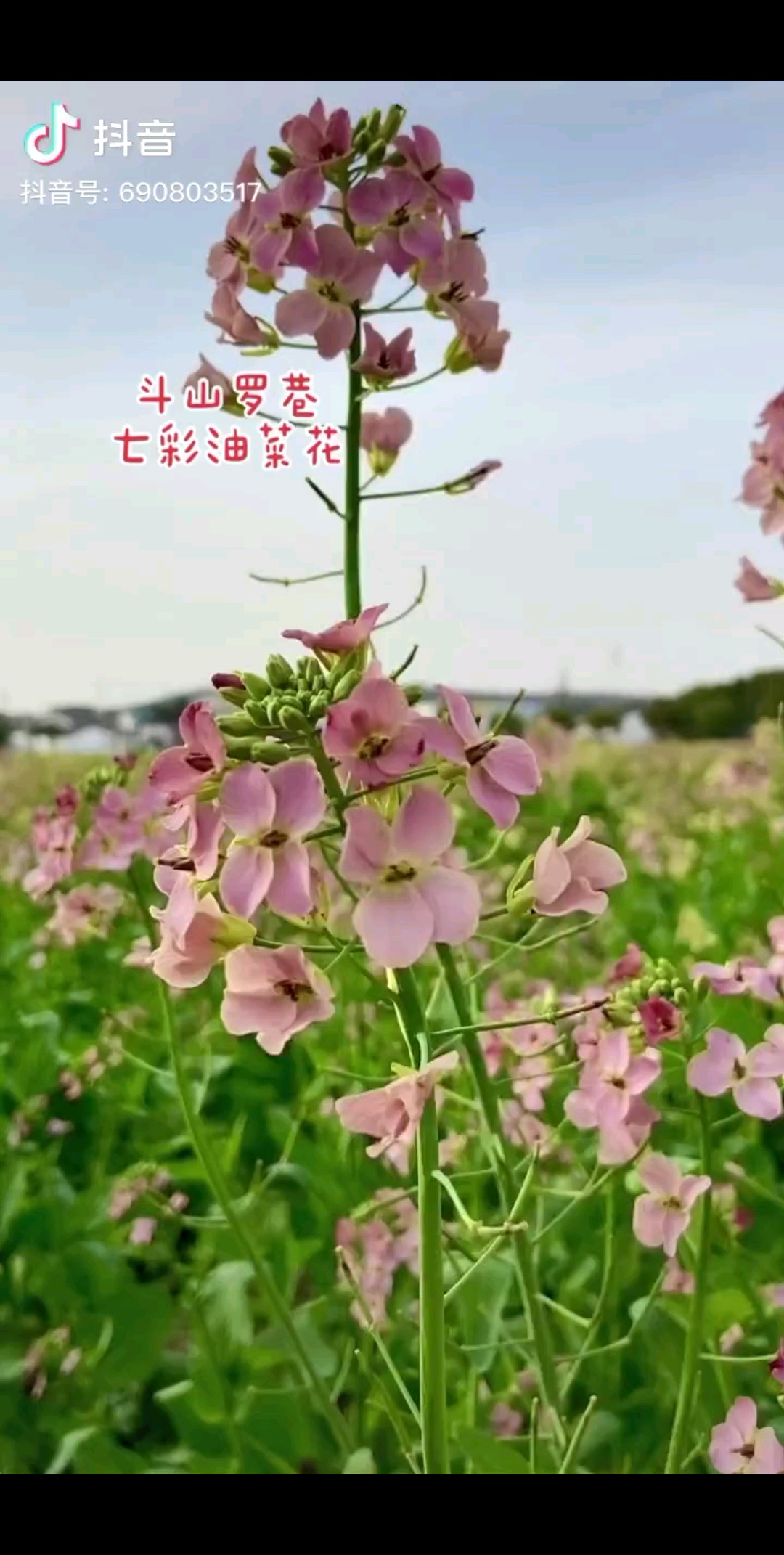 七彩油菜花你们见到过