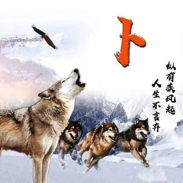 🌙追着月亮的狼🐺海报