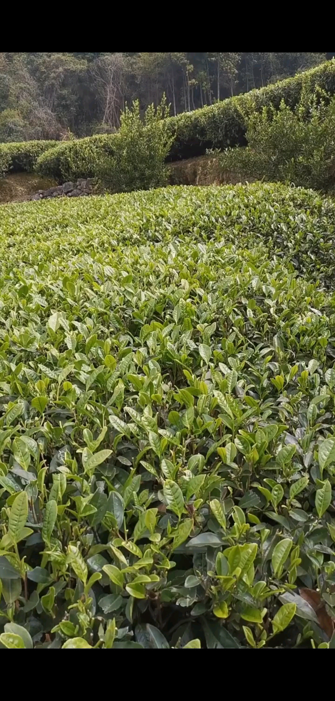 乡村的美，自然美