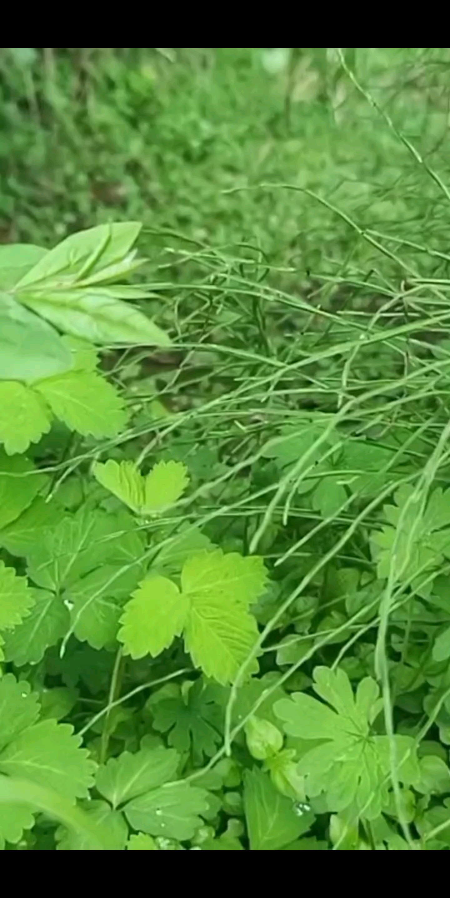 绿绿的，真好看！