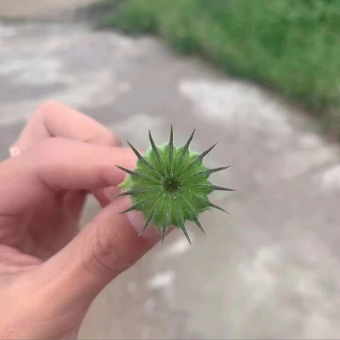 爱意随风起来海报