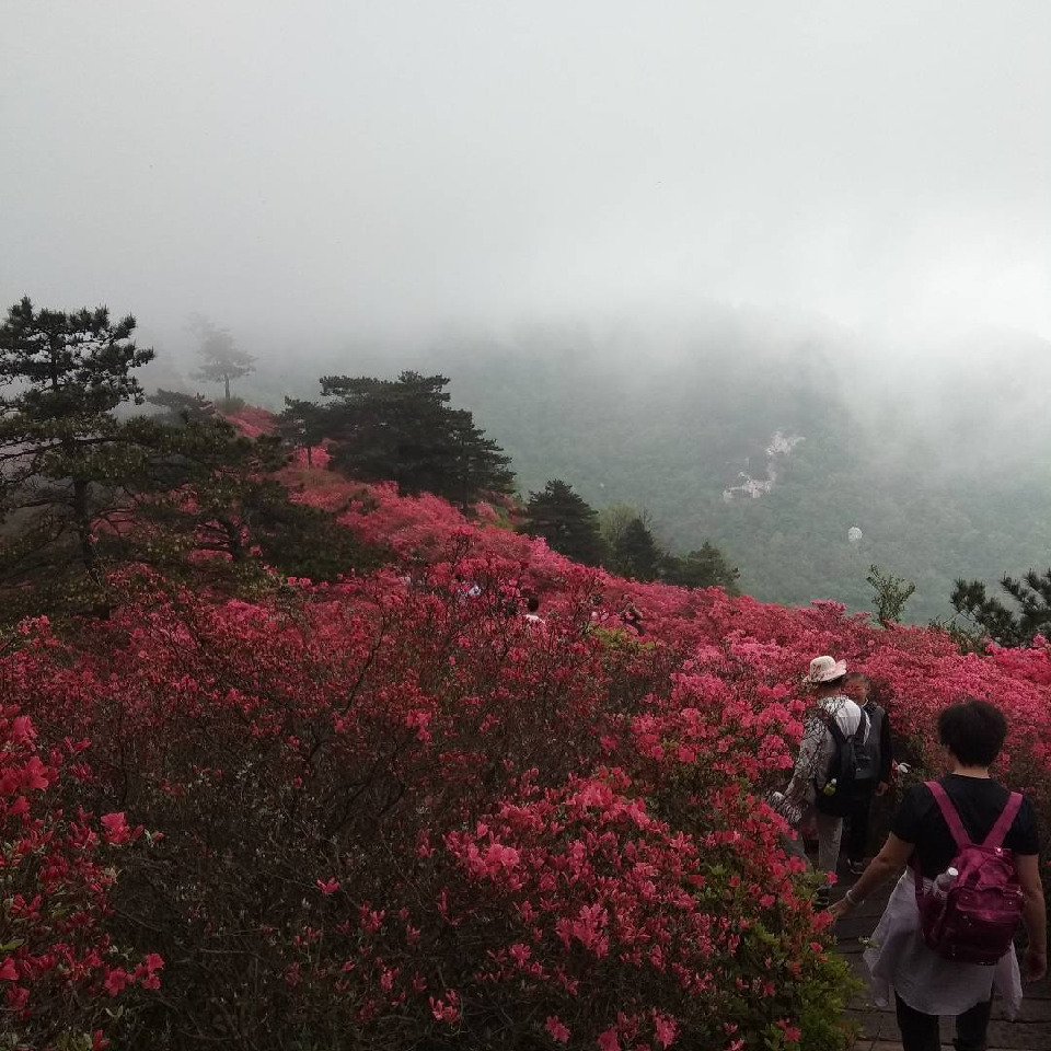 惊鸿一现为伊人海报