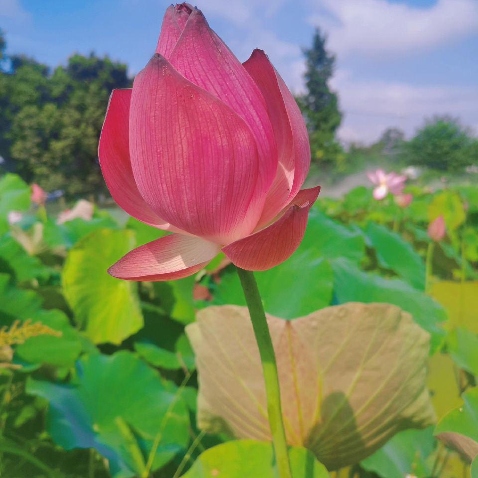 新人🎶依依海报