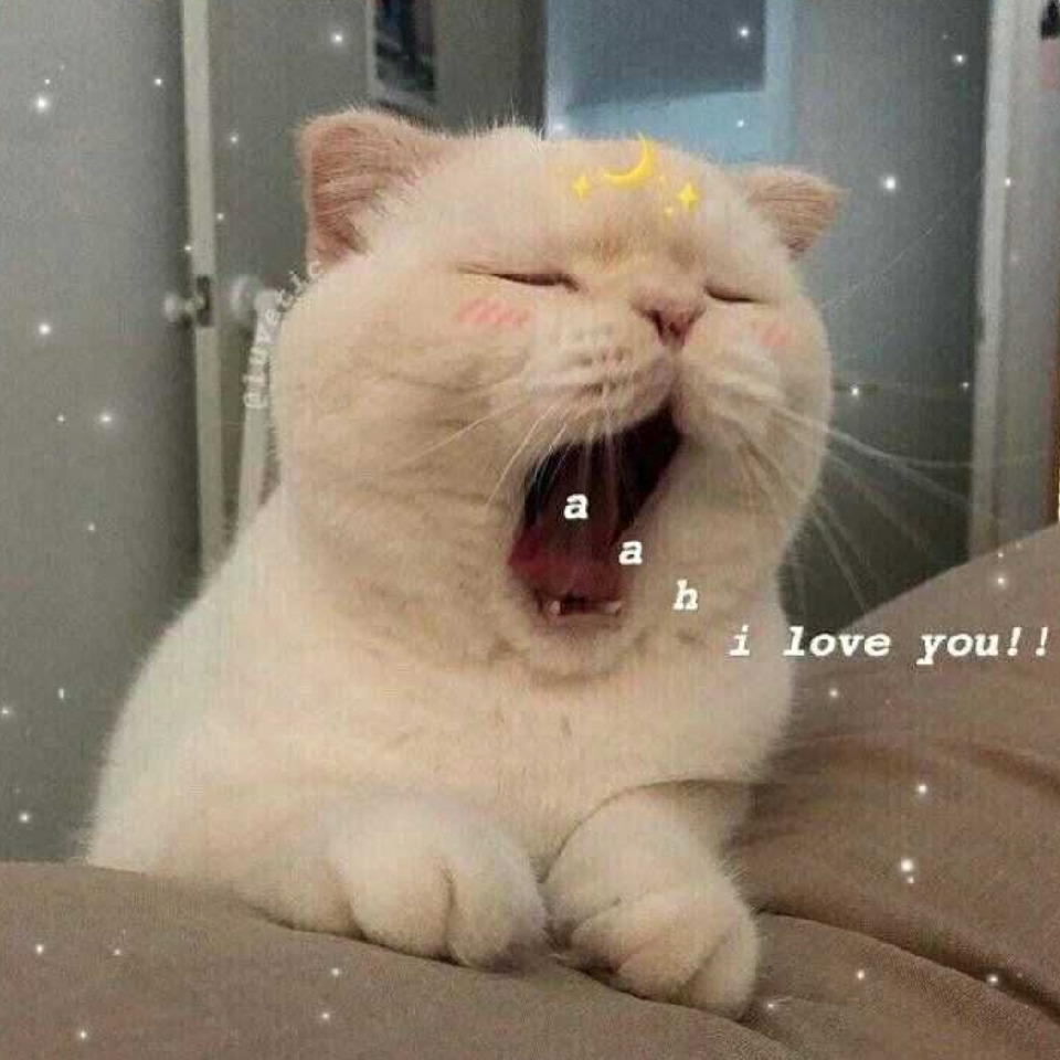 ♥猫哥♥海报