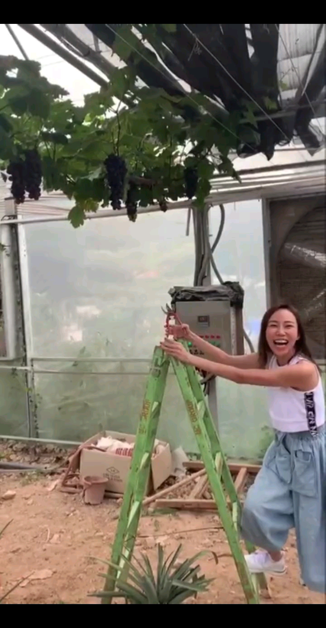 摘提子