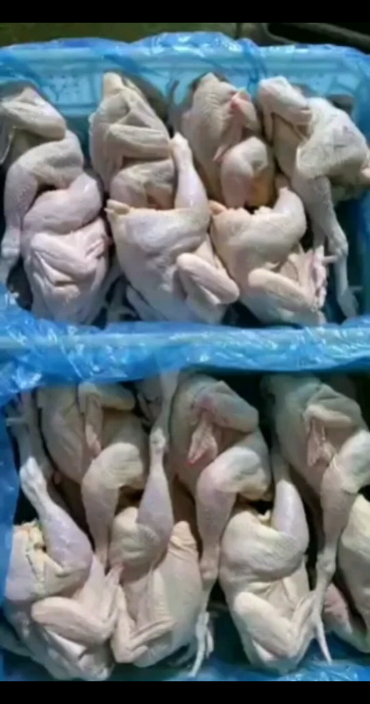 有要的联系我鸡鸭鱼肉