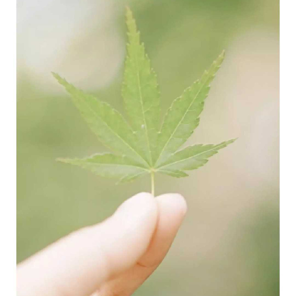 ✨🍃随🔹缘🍃✨海报