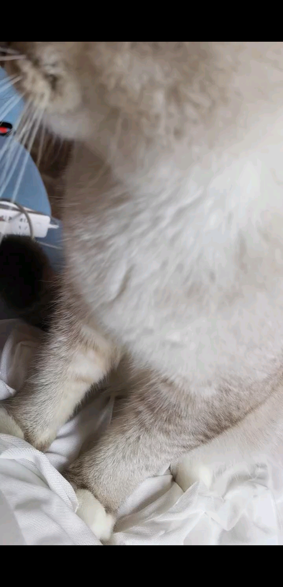 我可以做你怀里的猫吗