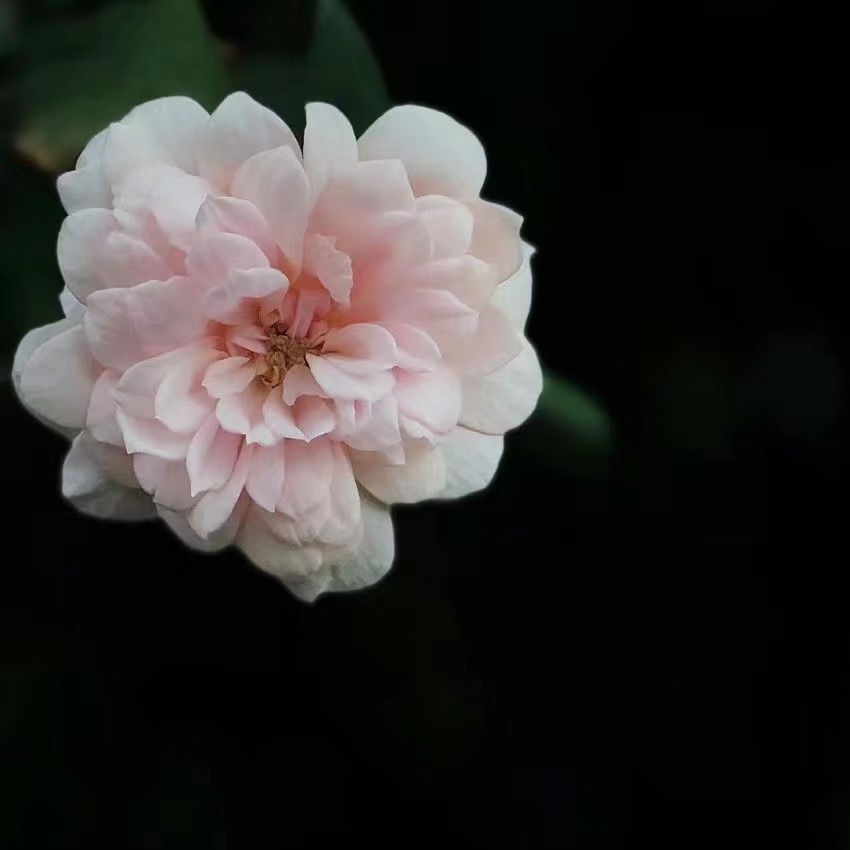 i樂樂樂海报