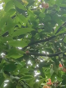 朋友叫去他家摘莲雾都