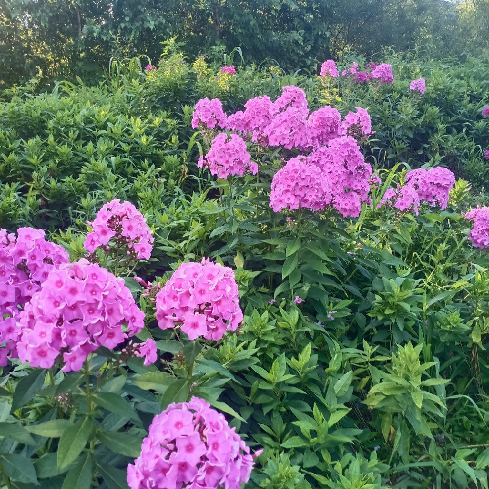 女咯莫我默姝姝海报