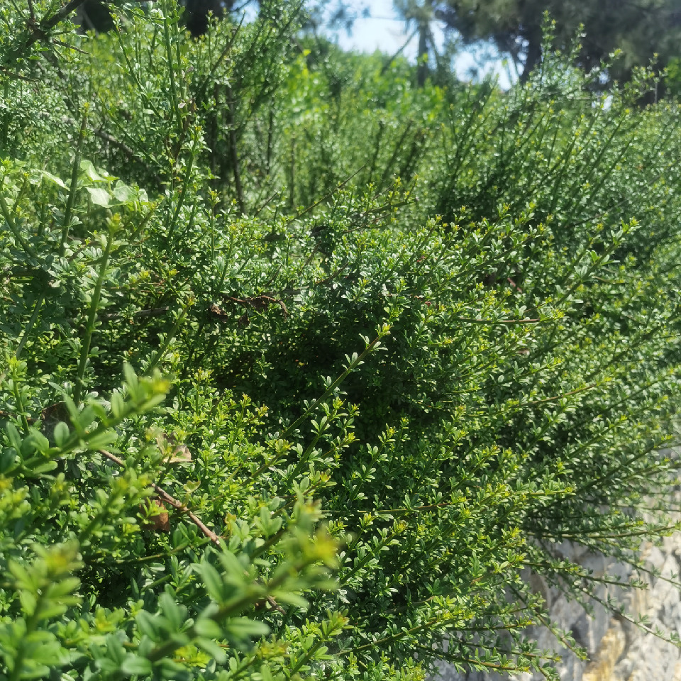 hai珺漾海报