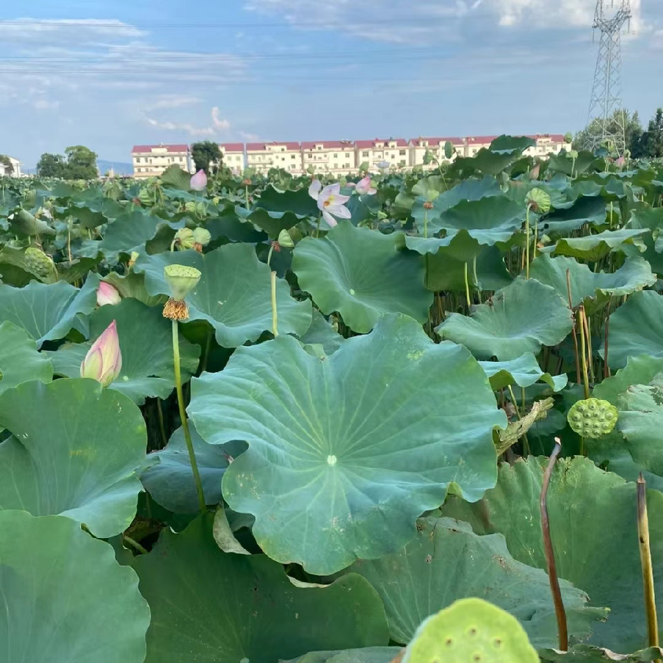 沐沐子.海报