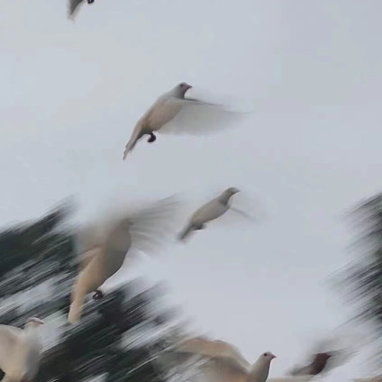 宵宵🌸海报