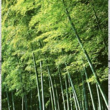 嗅宝的主人海报
