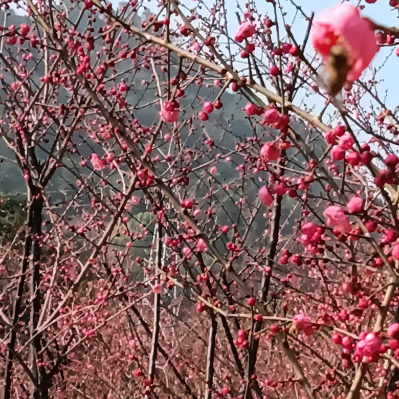 爱吃小樱桃的丢🍒丢海报