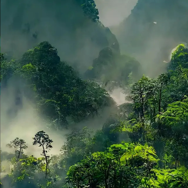 🌹观景🌱海报