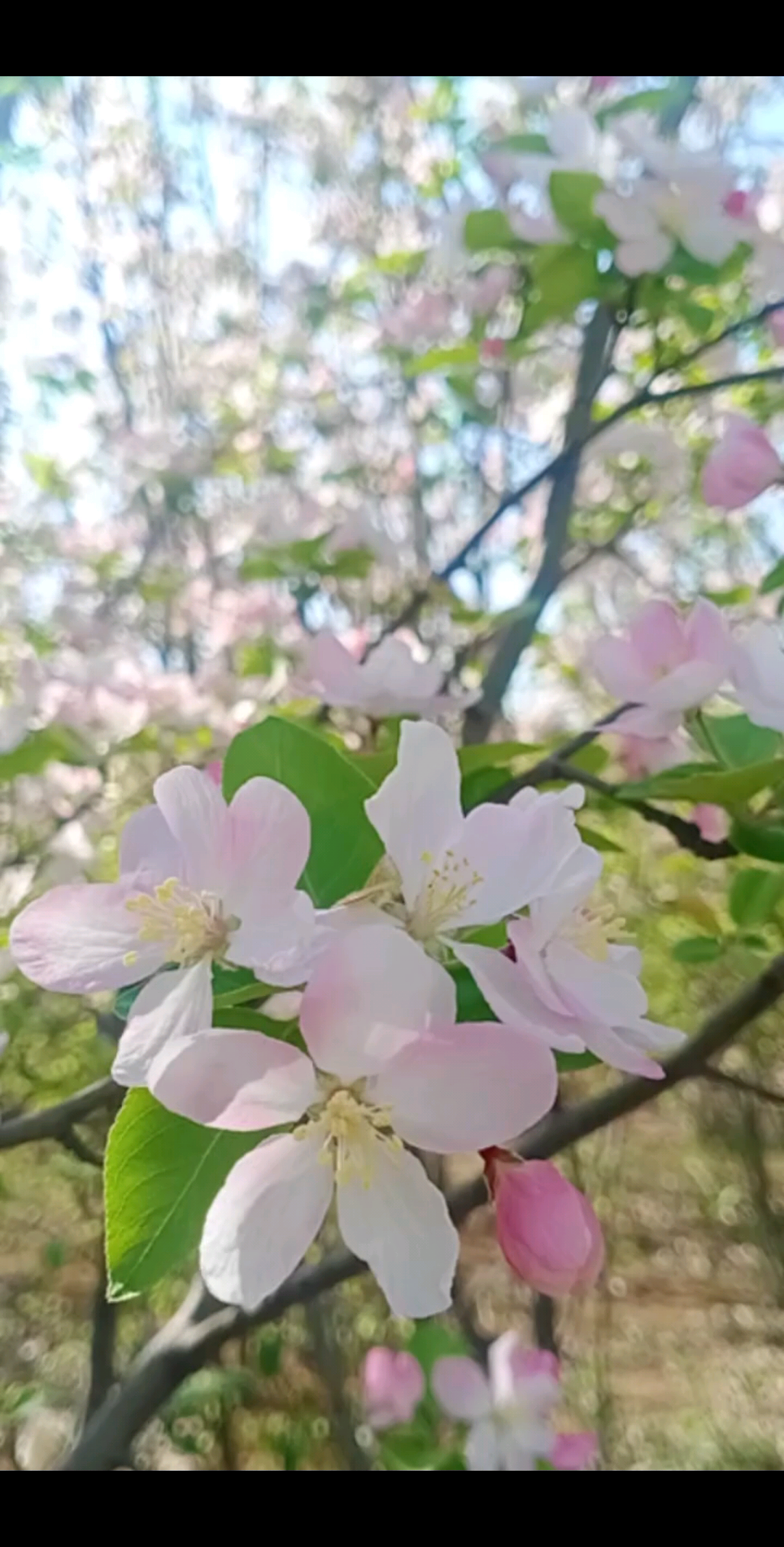 海棠美🌸