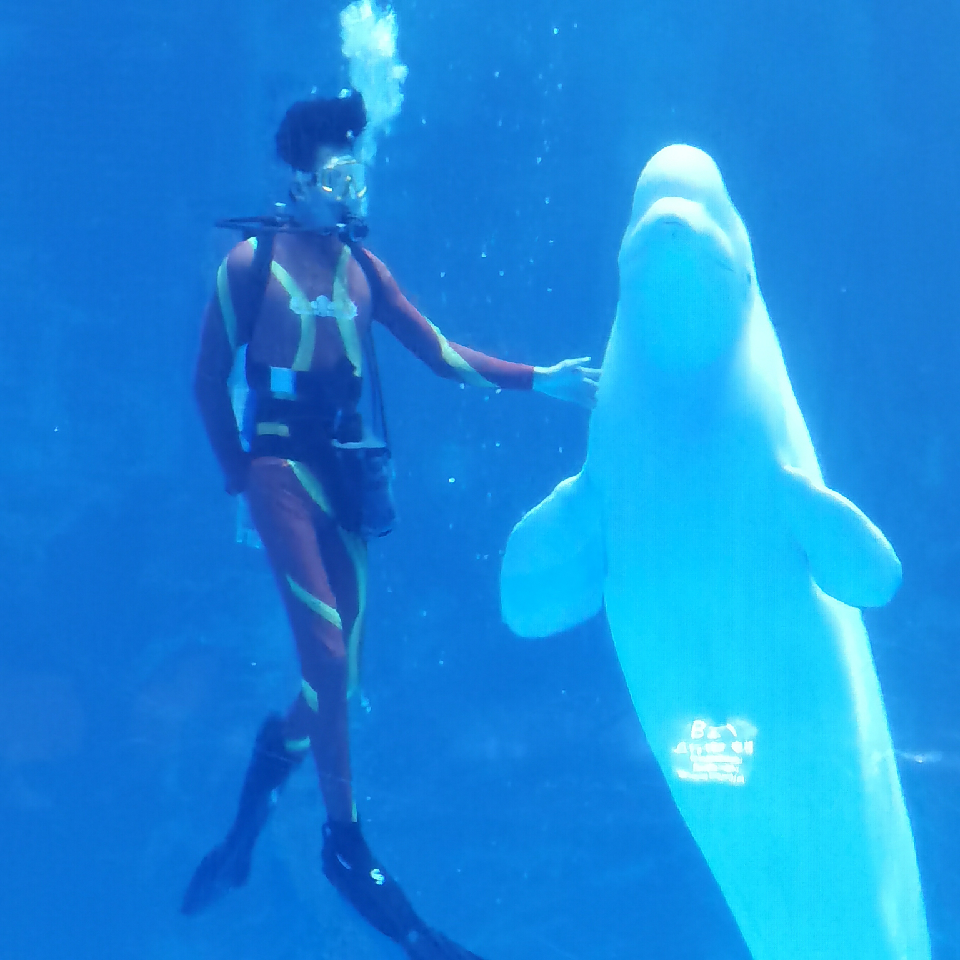 风趣燕八哥海报