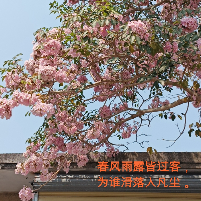 春风雨露皆过客海报