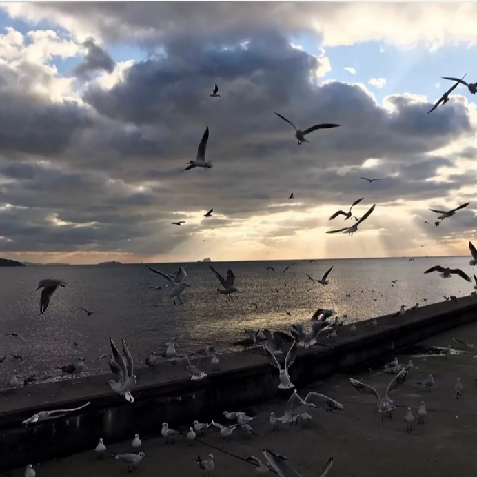 沿海日落海报