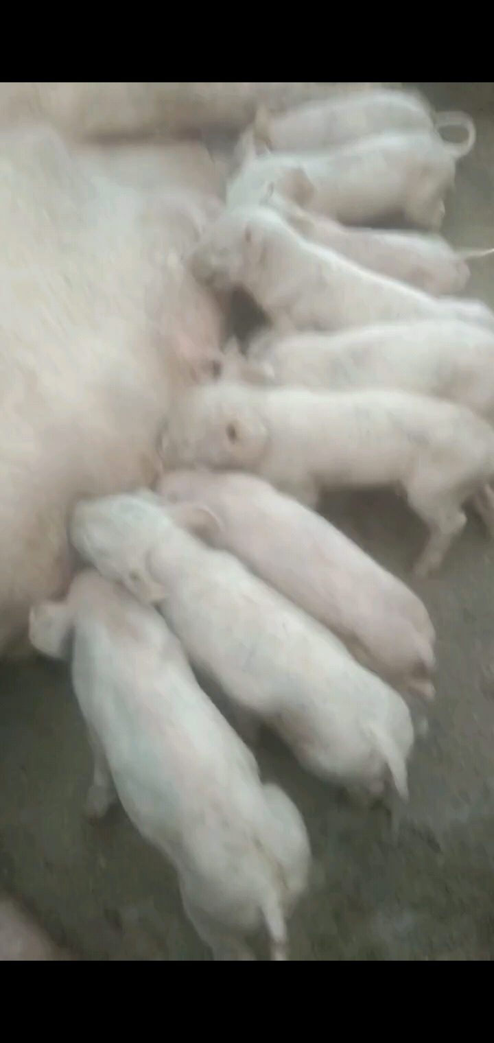 可爱不/狂笑