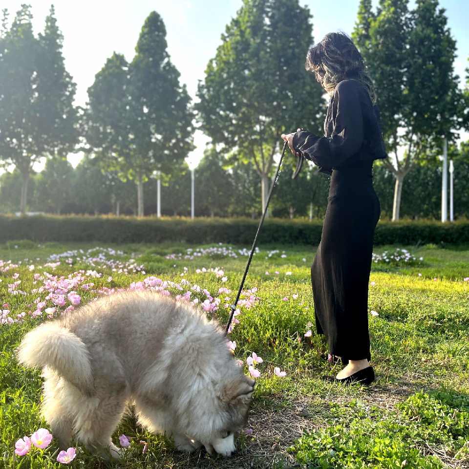 一只妖妖吖海报