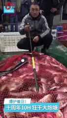崔日大师使用英大钓具动力平衡黑坑竿十周年10H爆护！