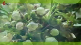春阳-7