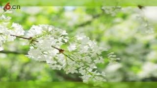 春阳-5