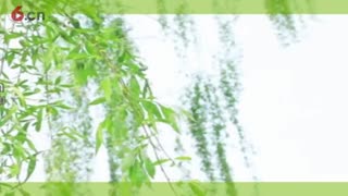 春阳-6