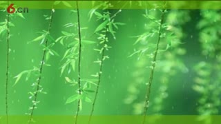 春阳-8