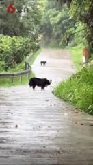 两只小狗在雨中惜别